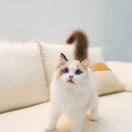 Hector Seal Bicolor Ragdoll Dream Kitten For Sale