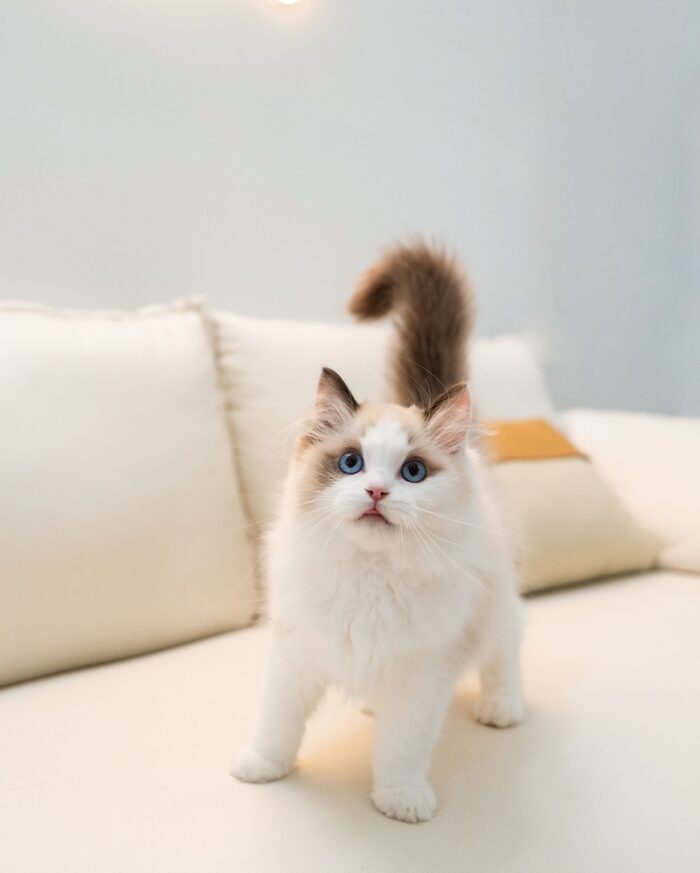 Hector Seal Bicolor Ragdoll Dream Kitten For Sale