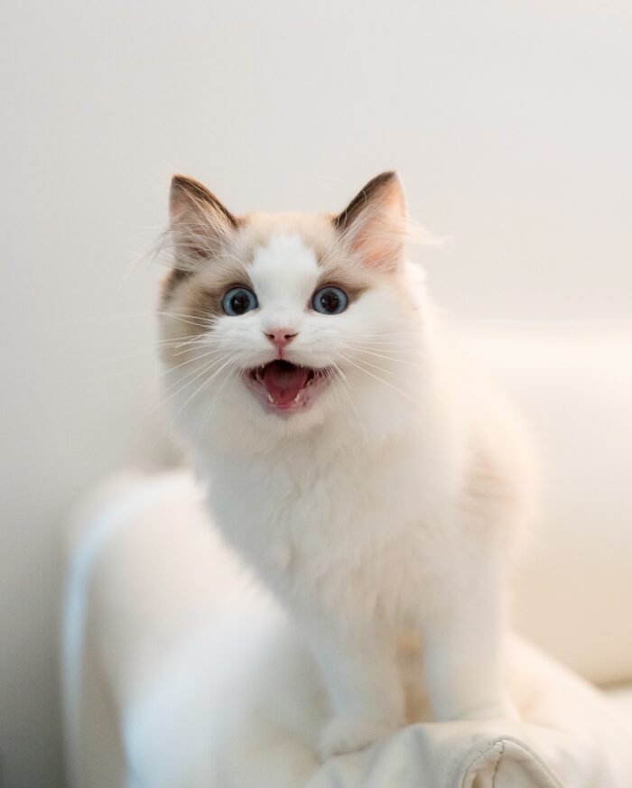 Hector Seal Bicolor Ragdoll Dream Kitten For Sale