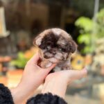 Dalia Choco Merle Teacup Poodle Puppy For Sale