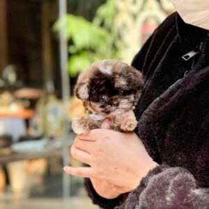 Dalia Choco Merle Teacup Poodle Puppy For Sale