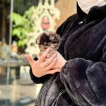 Dalia Choco Merle Teacup Poodle Puppy For Sale