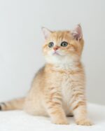 Falcon BSH Golden Tabby For Sale