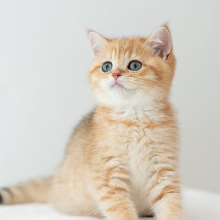 Falcon BSH Golden Tabby For Sale