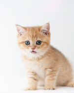 Falcon BSH Golden Tabby For Sale