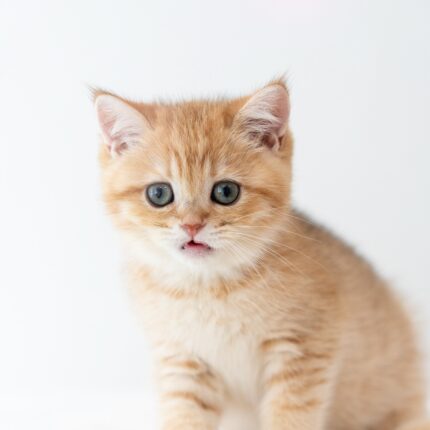 Falcon BSH Golden Tabby For Sale