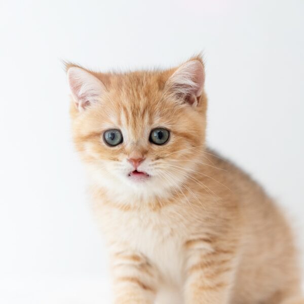 Falcon BSH Golden Tabby For Sale