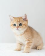 Falcon BSH Golden Tabby For Sale