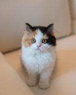 Jenny Calico British Longhair Girl For Sale