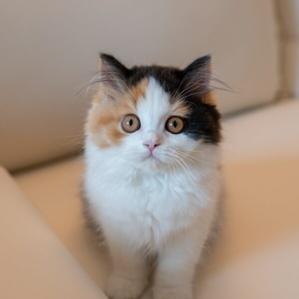 Jenny Calico British Longhair Girl For Sale