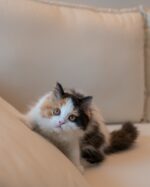 Jenny Calico British Longhair Girl For Sale