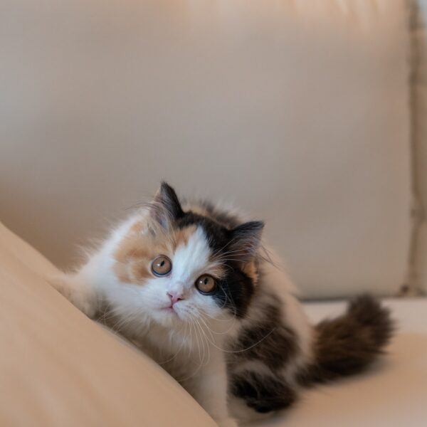 Jenny Calico British Longhair Girl For Sale