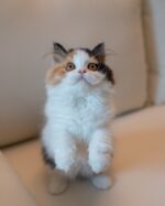 Jenny Calico British Longhair Girl For Sale