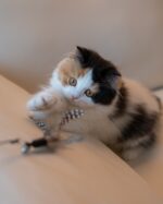 Jenny Calico British Longhair Girl For Sale