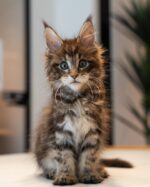 Kenny Chocolate Tabby Maine Coon Male Kitten For Sale