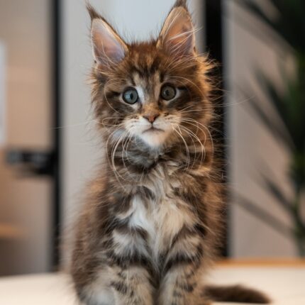 Kenny Chocolate Tabby Maine Coon Male Kitten For Sale