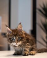 Kenny Chocolate Tabby Maine Coon Male Kitten For Sale