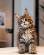 Kenny Chocolate Tabby Maine Coon Male Kitten For Sale