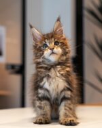 Kenny Chocolate Tabby Maine Coon Male Kitten For Sale