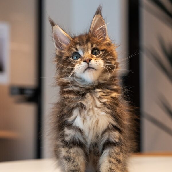 Kenny Chocolate Tabby Maine Coon Male Kitten For Sale