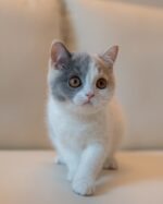 Lily Calico British Shorthair Cat For Sale