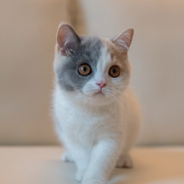 Lily Calico British Shorthair Cat For Sale