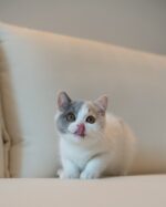 Lily Calico British Shorthair Cat For Sale