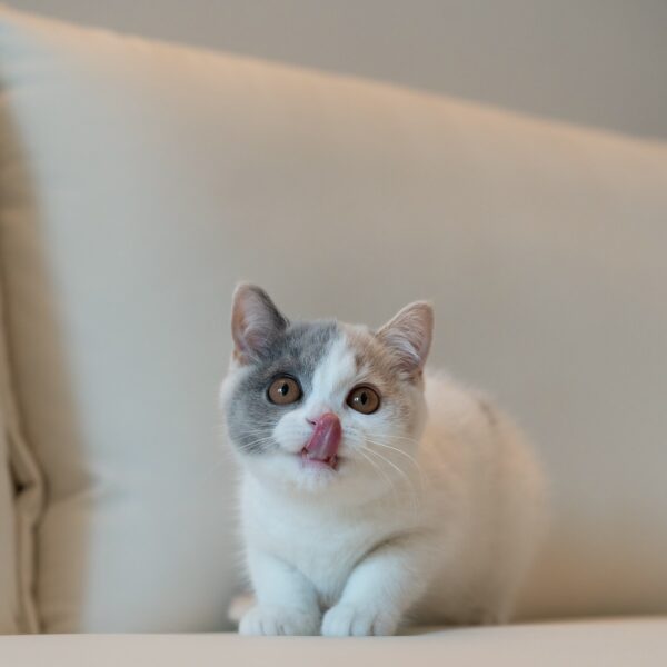 Lily Calico British Shorthair Cat For Sale
