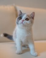 Lily Calico British Shorthair Cat For Sale