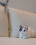 Lily Calico British Shorthair Cat For Sale