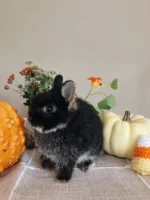 Mercury Netherland Dwarf Rabbits For Sale