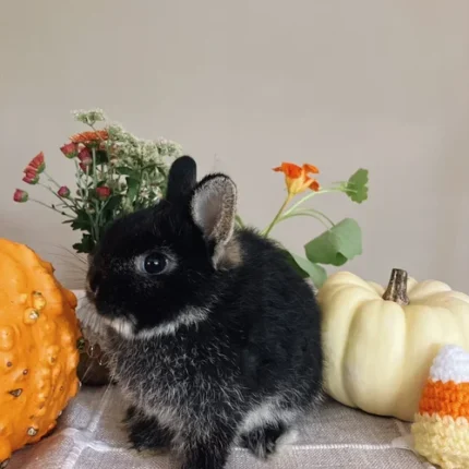 Mercury Netherland Dwarf Rabbits For Sale
