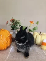 Mercury Netherland Dwarf Rabbits For Sale