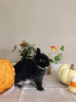 Mercury Netherland Dwarf Rabbits For Sale