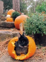 Mercury Netherland Dwarf Rabbits For Sale