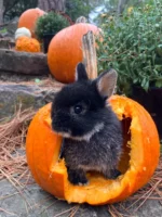 Mercury Netherland Dwarf Rabbits For Sale