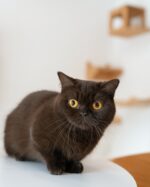 Milo Chocolate Munchkin Kitten For Sale