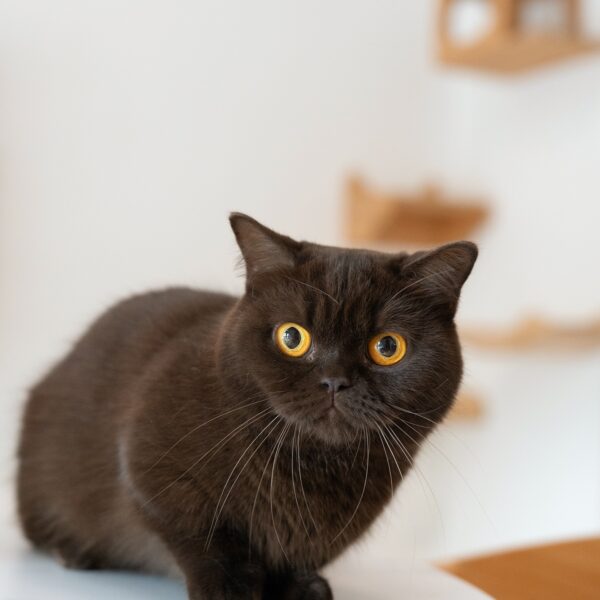 Milo Chocolate Munchkin Kitten For Sale