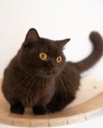 Milo Chocolate Munchkin Kitten For Sale