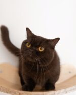 Milo Chocolate Munchkin Kitten For Sale