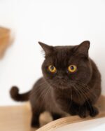 Milo Chocolate Munchkin Kitten For Sale