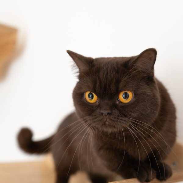 Milo Chocolate Munchkin Kitten For Sale