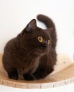 Milo Chocolate Munchkin Kitten For Sale