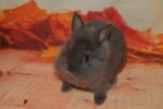 Pocus Lionhead Rabbit For Sale