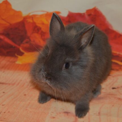 Pocus Lionhead Rabbit For Sale