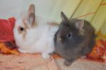 Pocus Lionhead Rabbit For Sale
