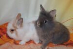 Pocus Lionhead Rabbit For Sale