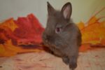 Pocus Lionhead Rabbit For Sale