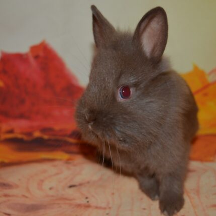 Pocus Lionhead Rabbit For Sale