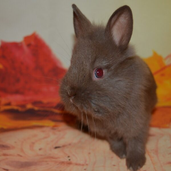 Pocus Lionhead Rabbit For Sale
